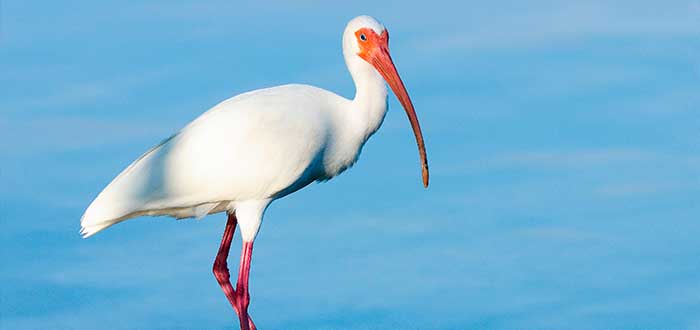 ibis animal sagrado
