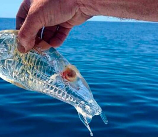 Salpa, el curioso pez transparente | Especie vital para el océano salpa pez transparente