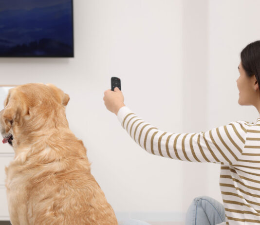 ¿Cómo ven los perros la tele? | ¿Captan algo realmente? como los perros ven la tela