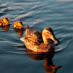 curiosidades-de-los-patos