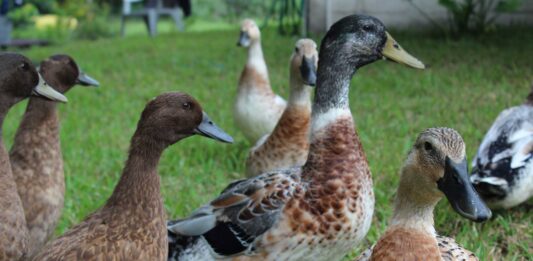 11 datos curiosos de los patos | Aves muy interesantes datos curiosos de los patos