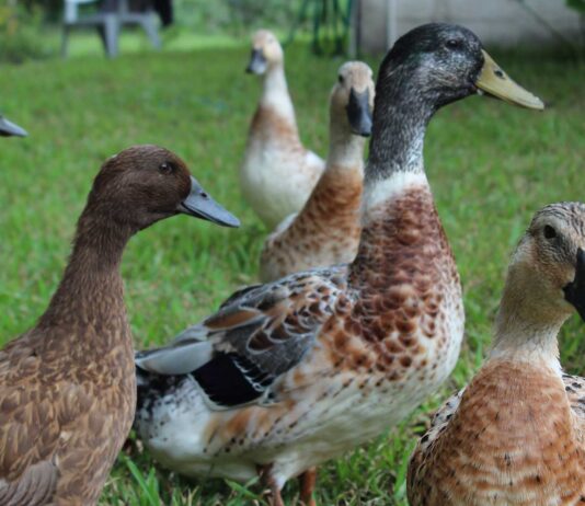 datos curiosos de los patos