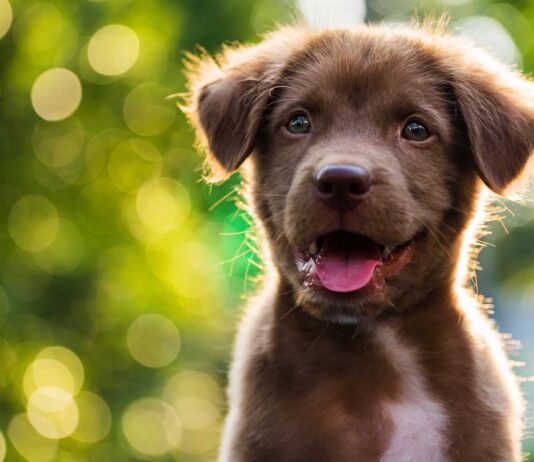 ¿Cómo ven los perros? | Así perciben el mundo que los rodea cómo ven los perros