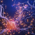 cosas que debes conocer sobre el sistema nervioso