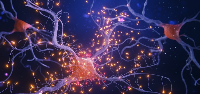 cosas que debes conocer sobre el sistema nervioso