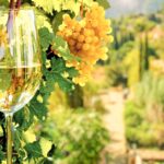 Historia de los vinos en Mallorca