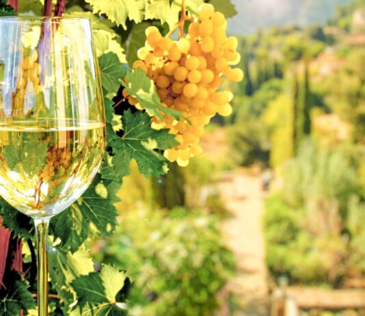 Historia de los vinos en Mallorca