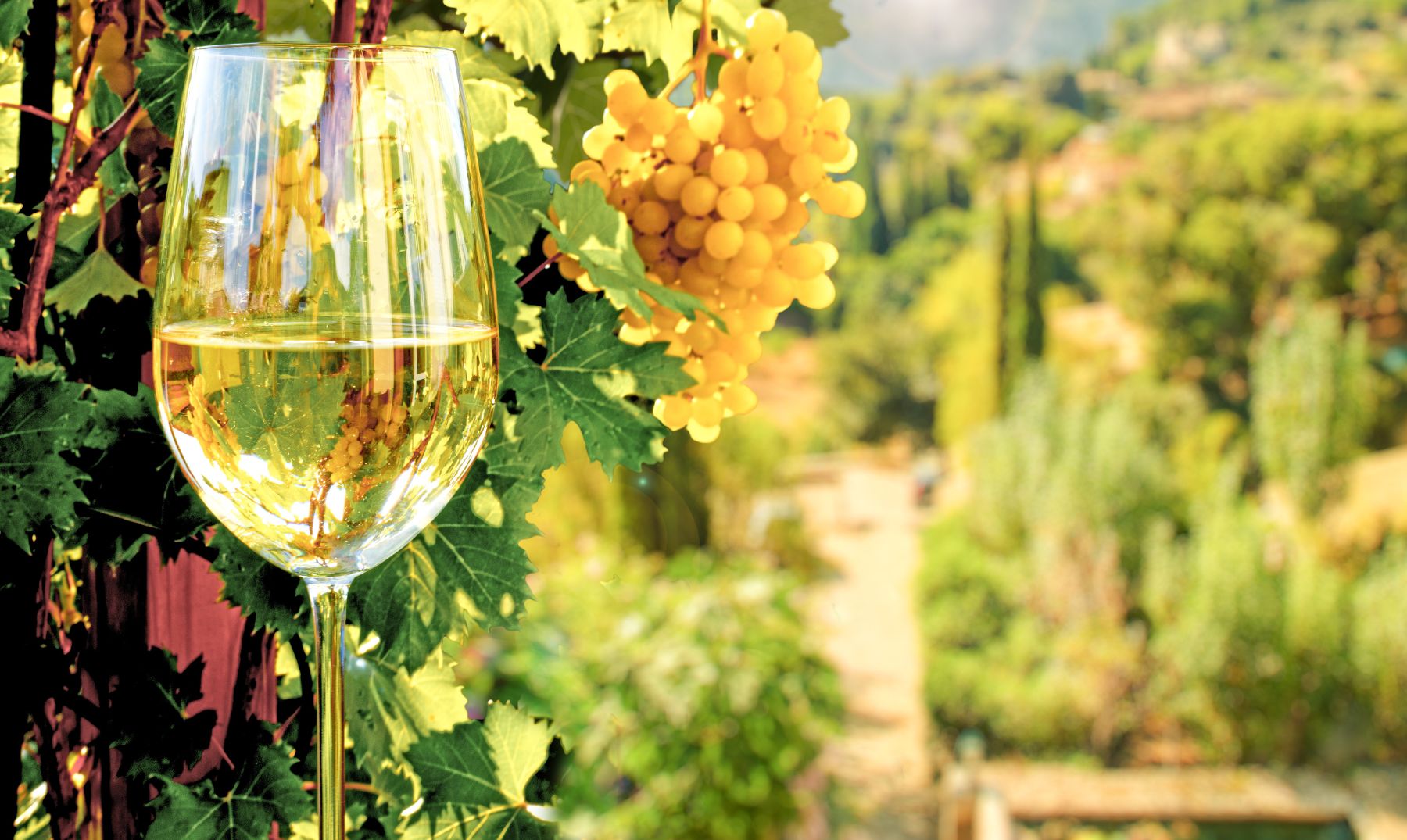 Historia de los vinos en Mallorca