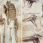 dibujos-anatomia-da-vinci