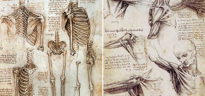 Dibujos anatómicos de Da Vinci