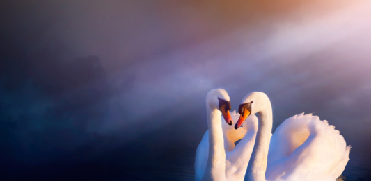 curiosidades de los cisnes