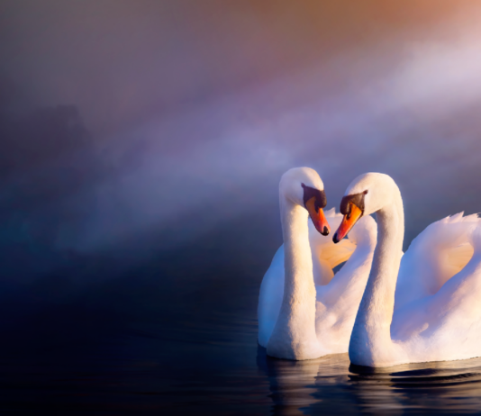 10 Curiosidades de los cisnes | Las aves más famosas curiosidades de los cisnes