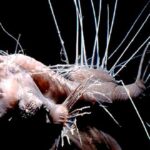Caulophryne-Jordani