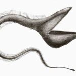 Eurypharynx-Pelecanoides-pez-pelicuno