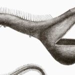 Eurypharynx-Pelecanoides-pez-pelicuno