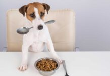 Top 5 marcas de comida para mascotas
