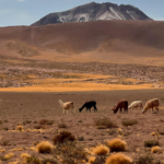 atacama