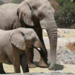 elefante