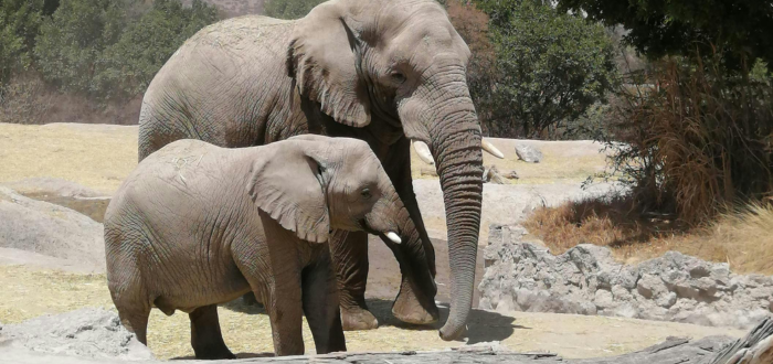 Elefante, una de las curiosidades de la naturaleza es que no puede saltar