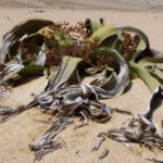 welwitschia
