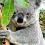 koala