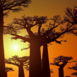 baobabs