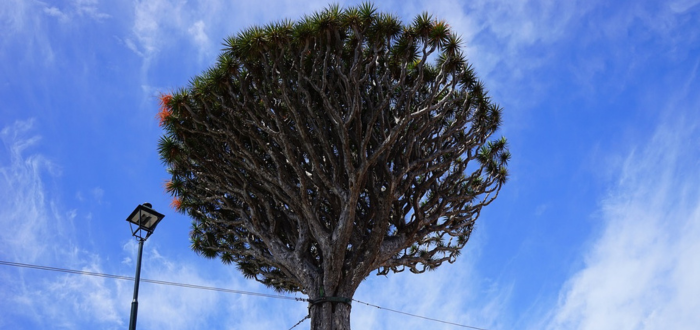 Árbol de la sangre del dragón, una de las 10 plantas más raras el mundo