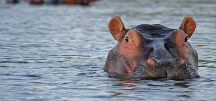 Hipopotamos, uno de los animales que hace parte de las curiosidades de la naturaleza