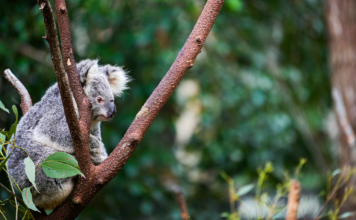 Koala, uno de los animales que hace parte de las curiosidades de la naturaleza