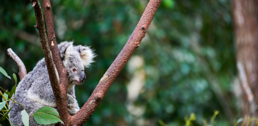 Koala, uno de los animales que hace parte de las curiosidades de la naturaleza