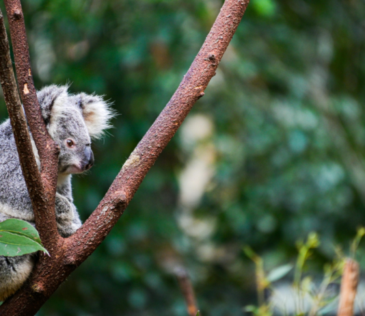 Koala, uno de los animales que hace parte de las curiosidades de la naturaleza