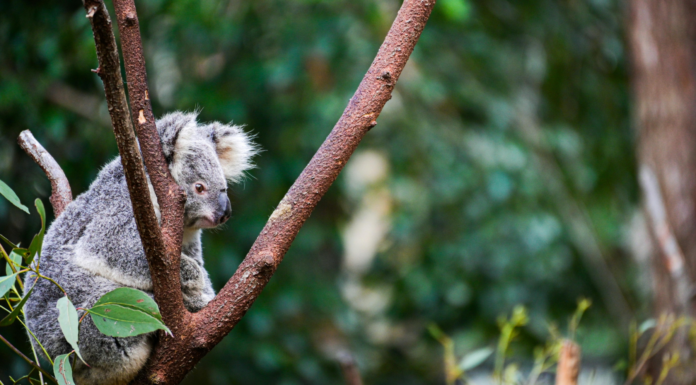 Koala, uno de los animales que hace parte de las curiosidades de la naturaleza