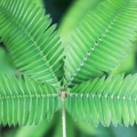 mimosa