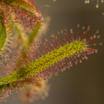 plantas