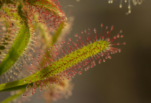 Drosera, una de las 10 plantas más raras del mundo