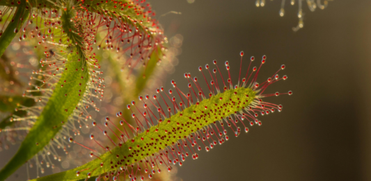 Drosera, una de las 10 plantas más raras del mundo