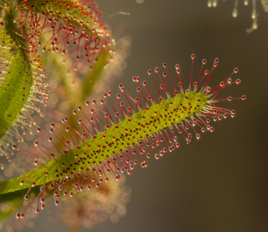 Drosera, una de las 10 plantas más raras del mundo