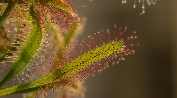 Drosera, una de las 10 plantas más raras del mundo