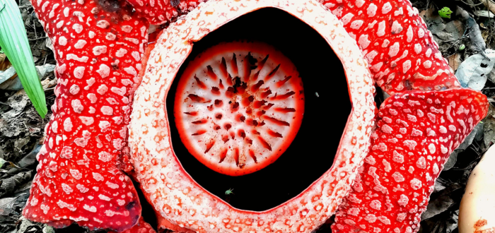 Rafflesia, una de las 10 plantas más raras del mundo
