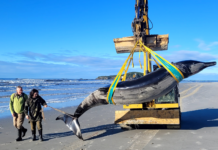 Ballena dientes de pala encontrada en Nueva Zelanda