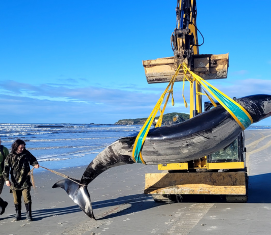 Ballena dientes de pala | La especie más rara del mundo Ballena dientes de pala encontrada en Nueva Zelanda