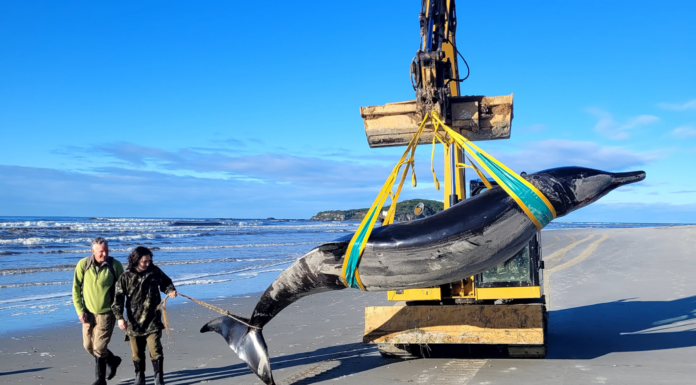 Ballena dientes de pala encontrada en Nueva Zelanda