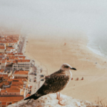 nazare3