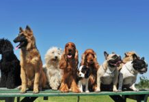 como-elegir-un-seguro-de-mascotas