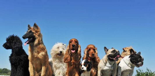 como-elegir-un-seguro-de-mascotas