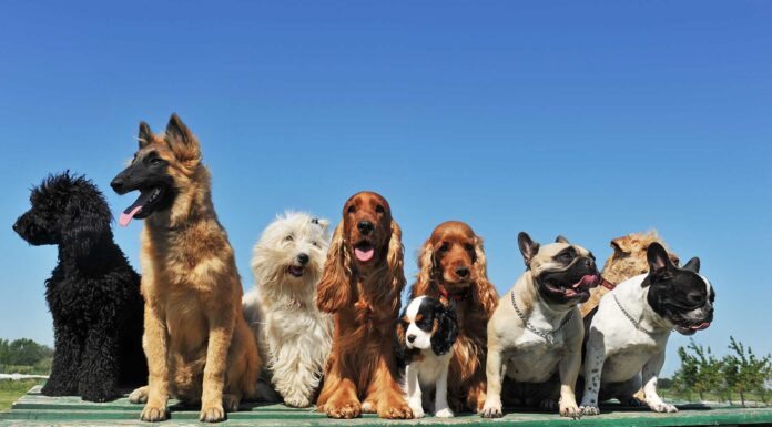 como-elegir-un-seguro-de-mascotas